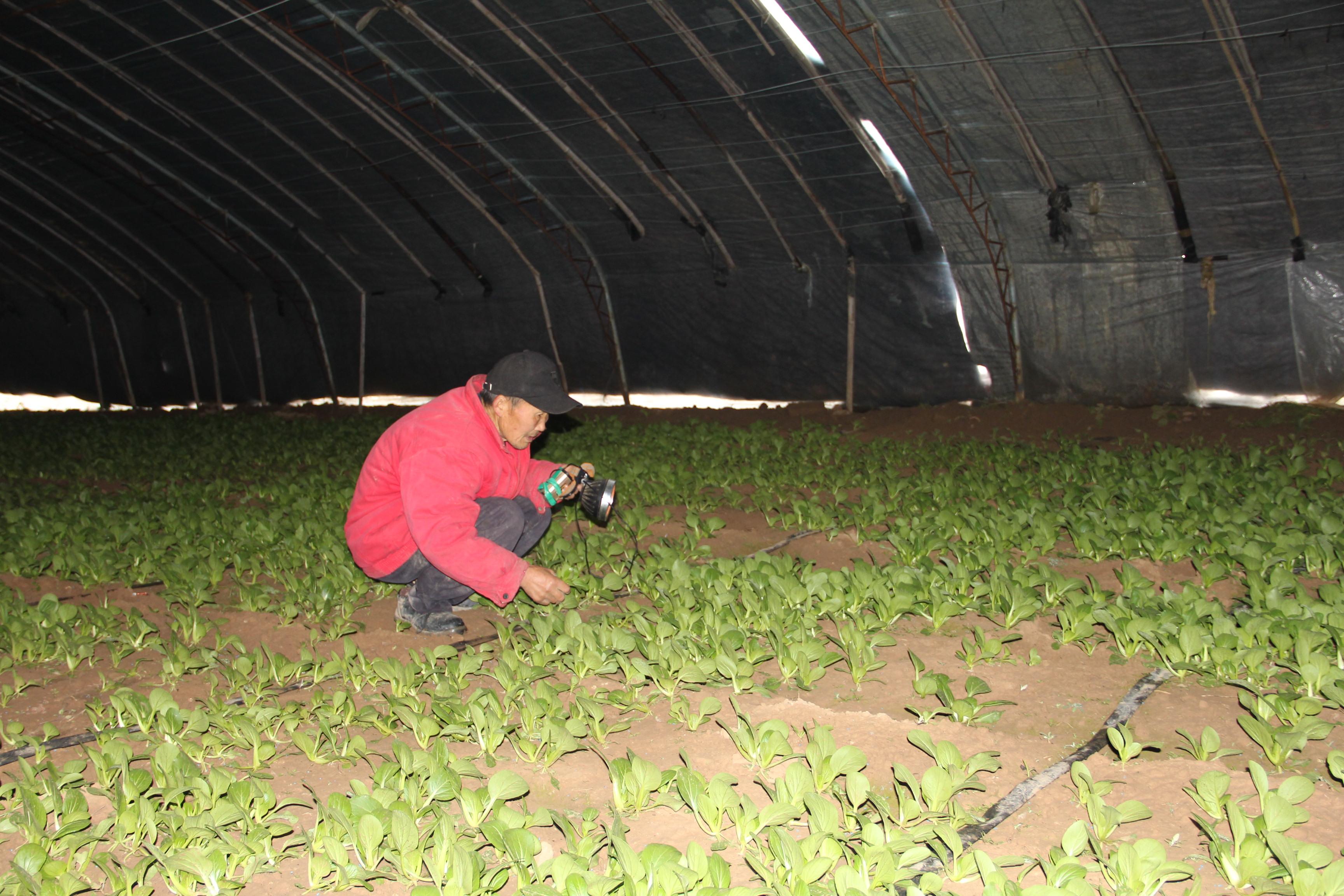 西峰區(qū)肖金鎮(zhèn)賀咀村村民高萬銀在油菜基地種菜