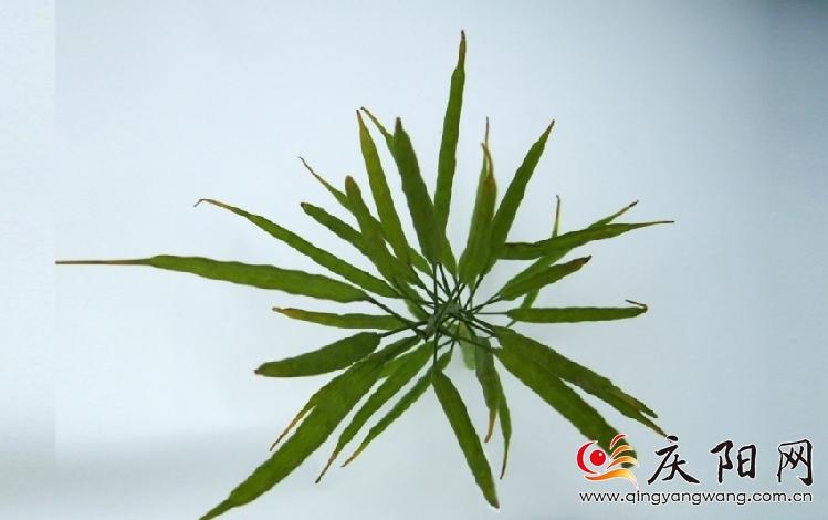 羅盤育種的冬油1號(hào)