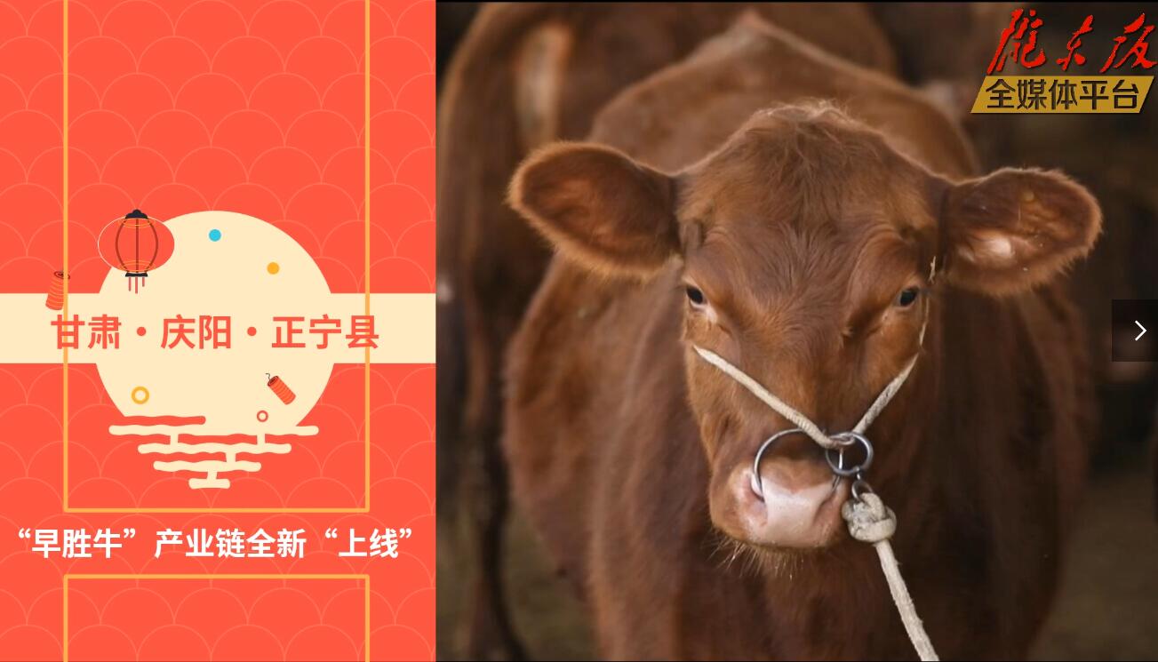 【慶陽視頻】目標20萬頭！正寧縣打造西北肉牛養(yǎng)殖大縣