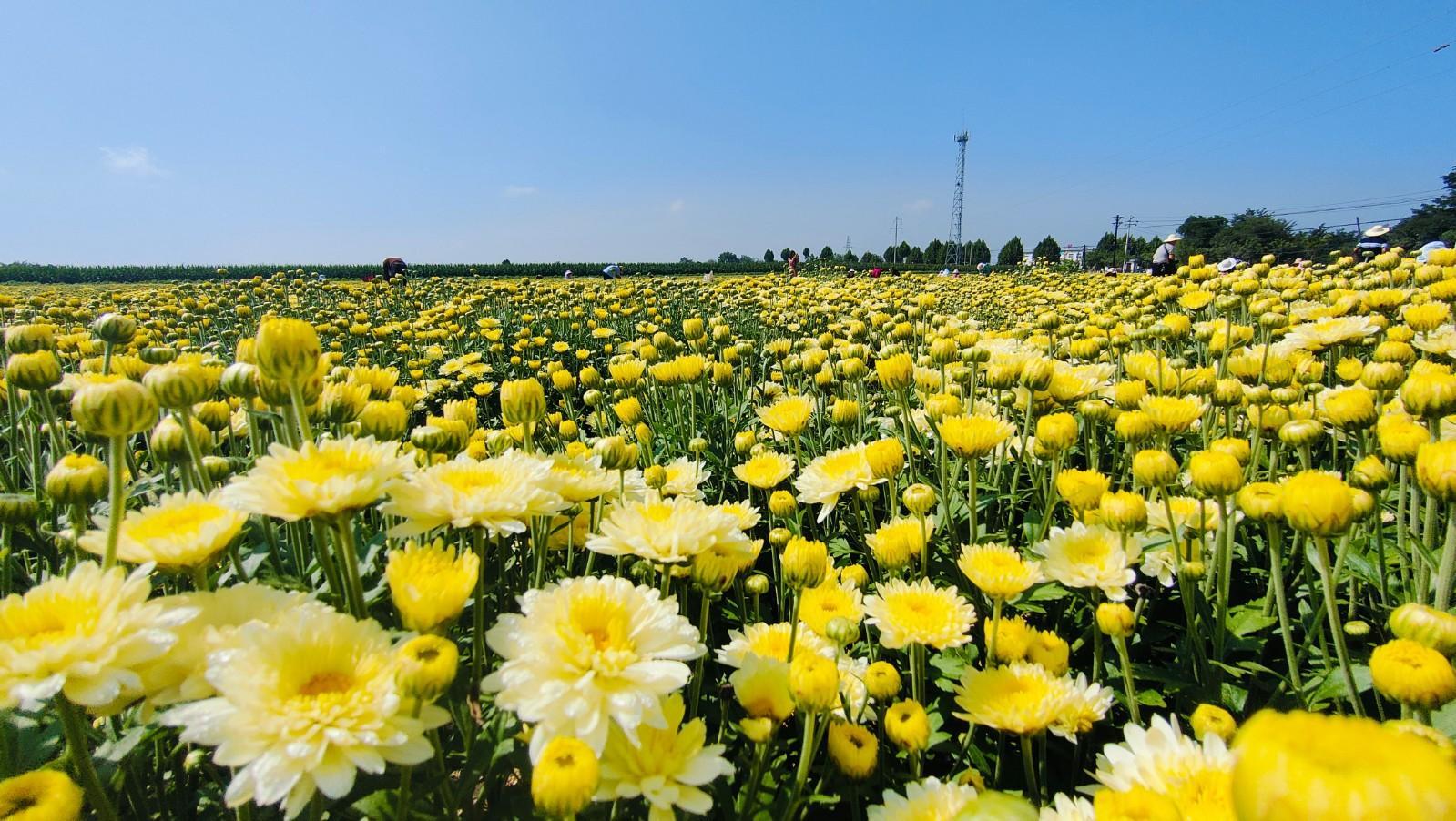 寧縣：菊花綻放采摘忙 特色產(chǎn)業(yè)助增收