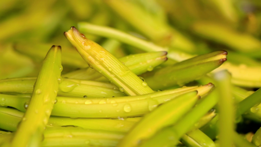 知味慶陽(yáng)丨黃花菜