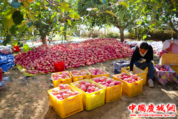 玄馬鎮(zhèn)：蘋果豐收采摘忙 孕育致富新希望