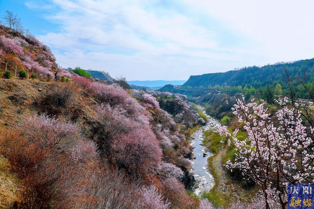 【攝影報(bào)道】寧夏固原：以花為媒 相約春天 寧夏六盤山山花月活動(dòng)拉開帷幕