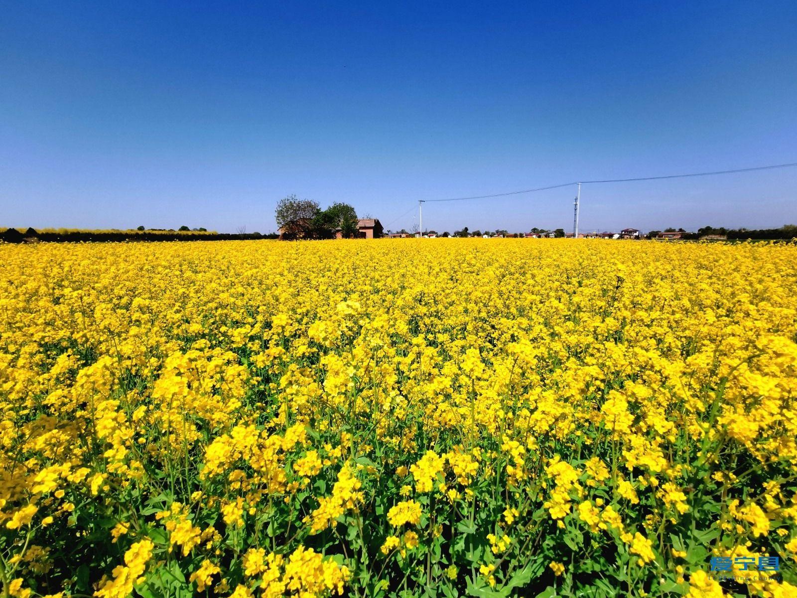 寧縣油菜花盛開 春日田園風光惹人醉