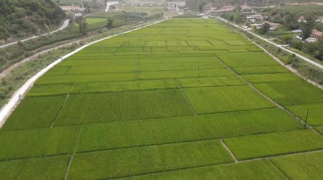 合水縣太白鎮(zhèn)：水稻育秧備耕忙 搶抓農時繪“豐”景