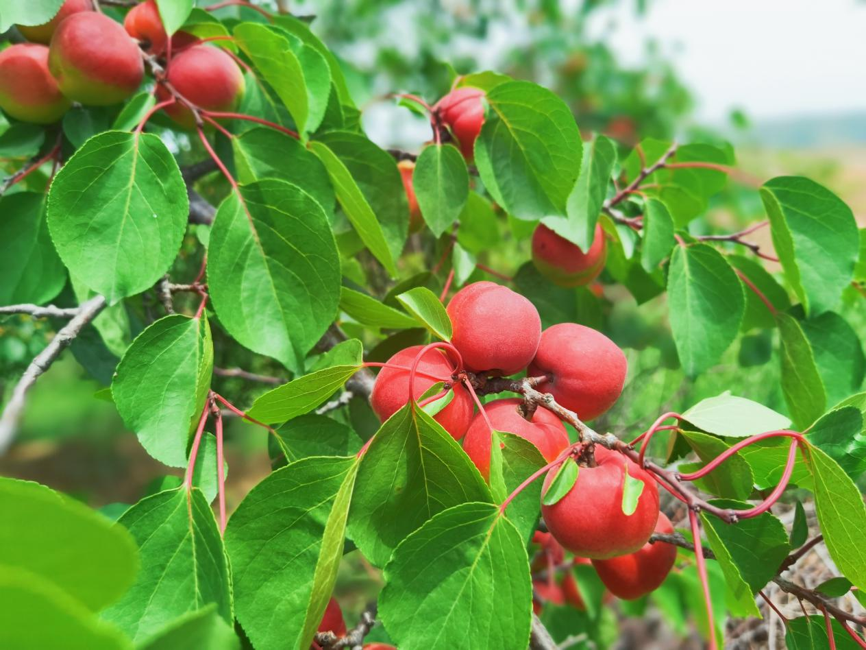 武溝鄉(xiāng)孟莊村：紅梅杏暢銷全國30多個(gè)省市