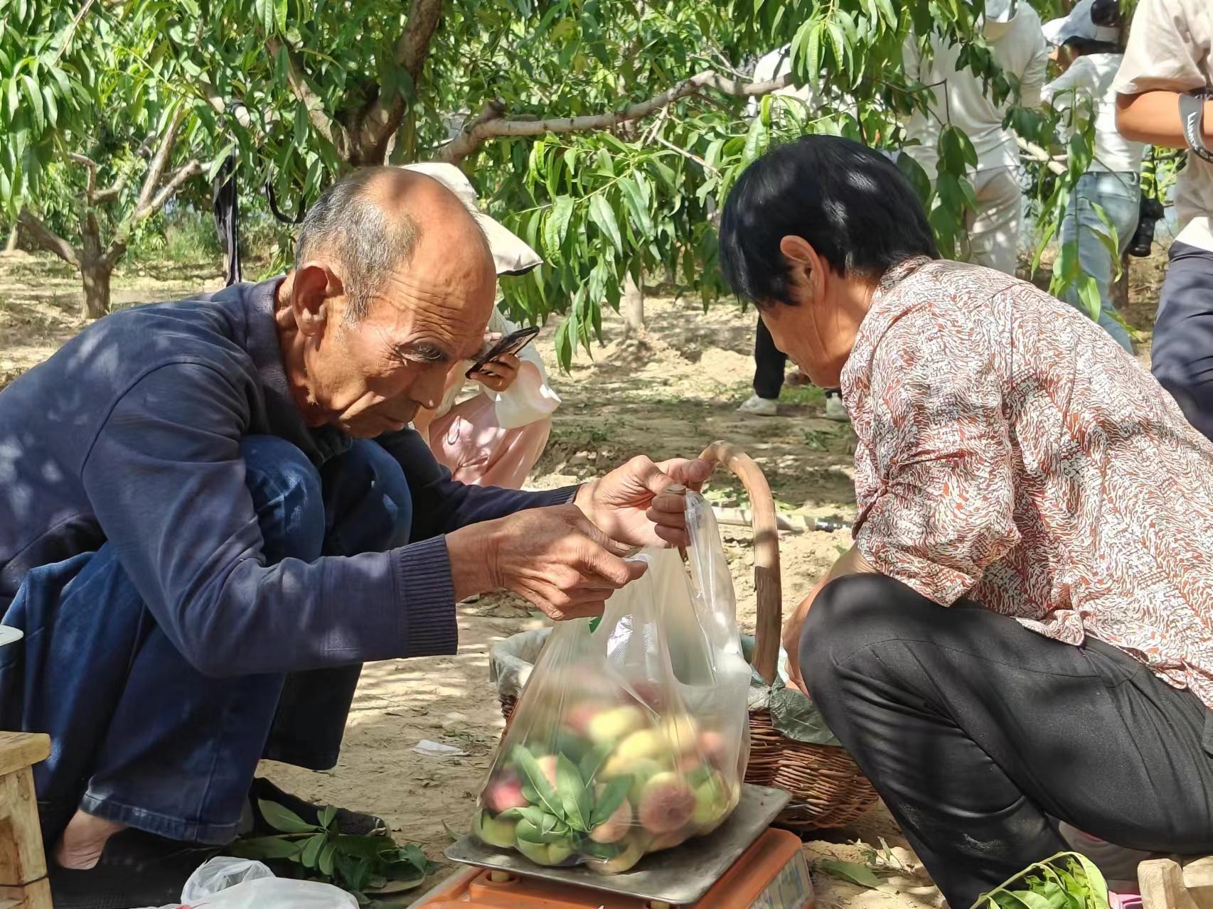 鎮(zhèn)原老馬家的桃園獲豐收：早桃搶鮮上市 受市場追捧