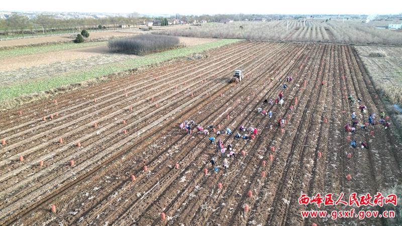 西峰區(qū)：300余畝中藥材迎來(lái)收獲期